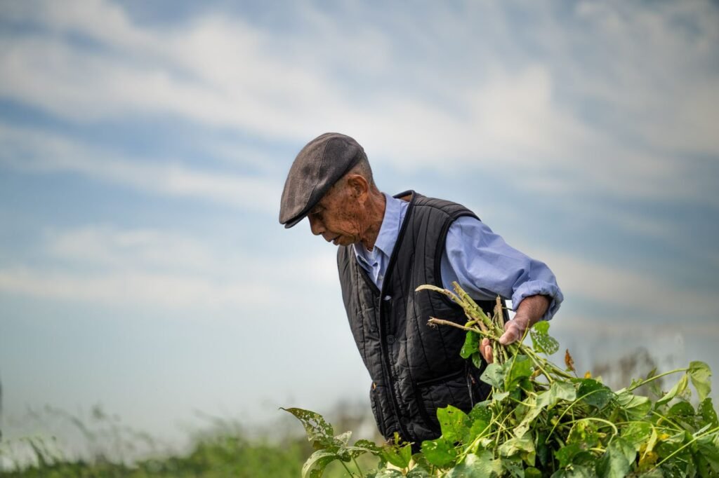 Agricultor idoso cuidando da plantação