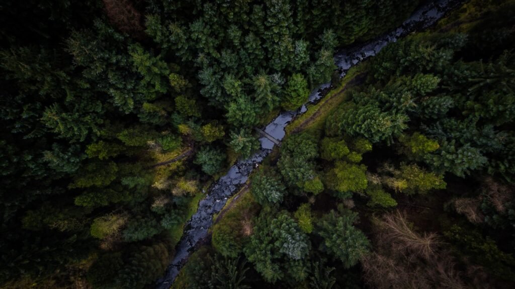 Vista aérea de uma floresta