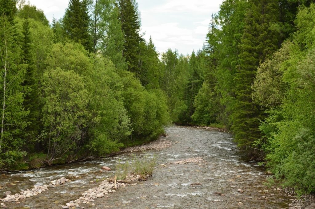 Rio entre árvores