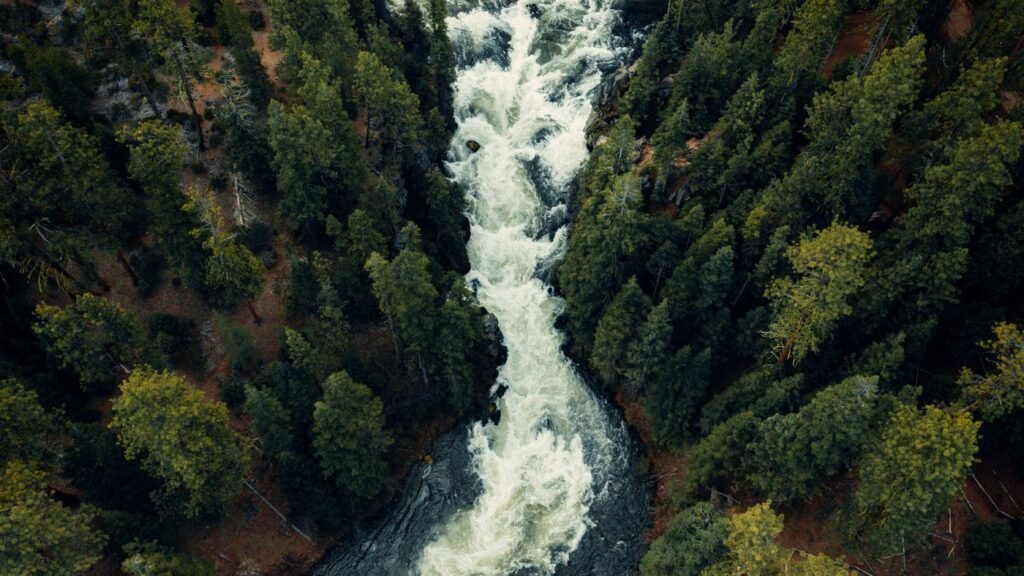 Rio no meio de árvores verdes