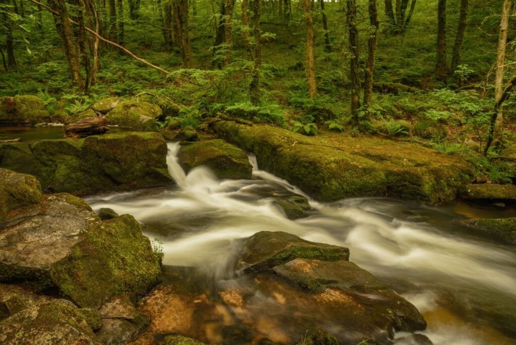 Rio atravessando a floresta