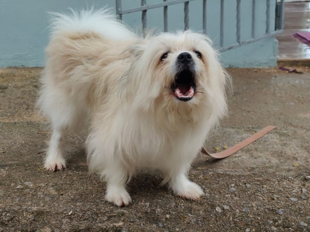 Cachorro