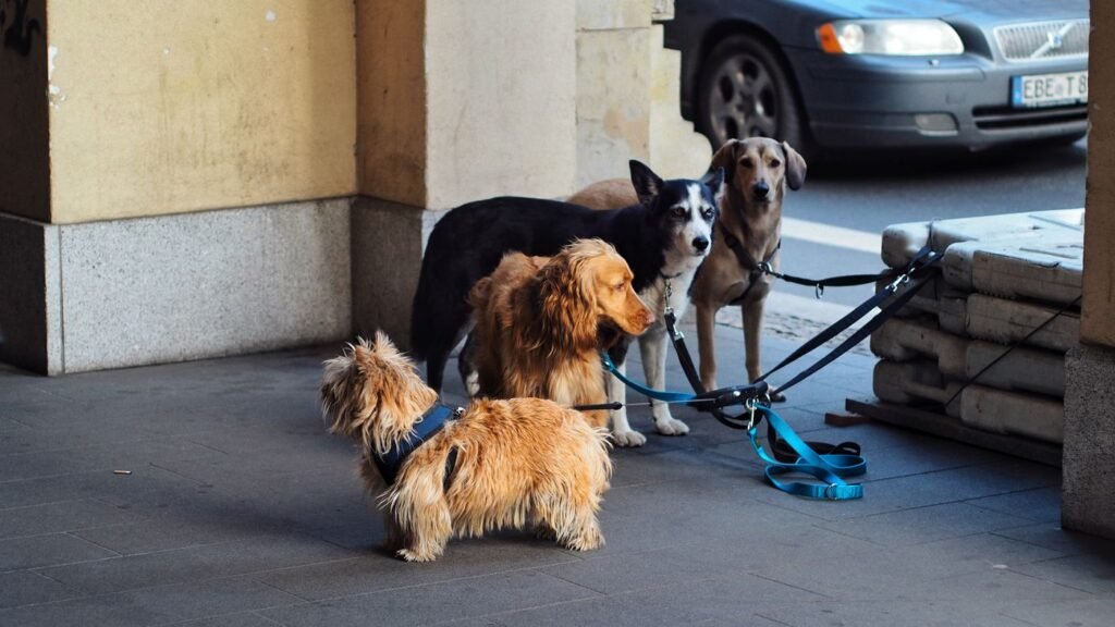 Cachorro na guia na rua
