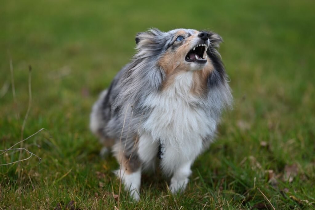 Cão em posição de alerta