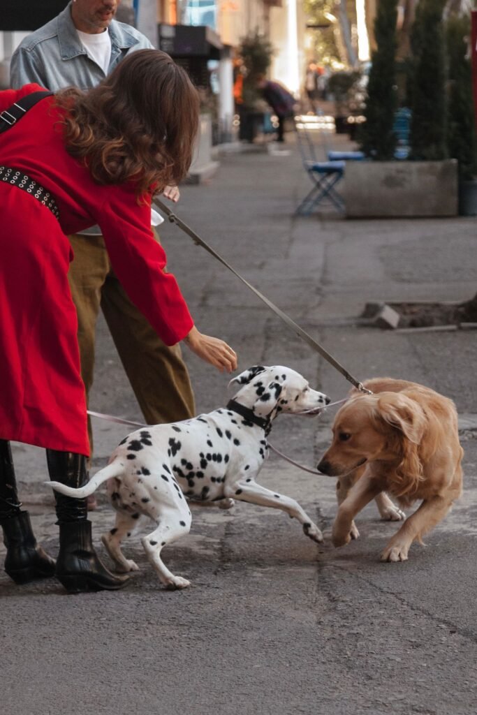 Passeio com cachorro